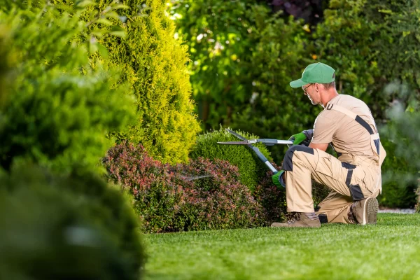 Professional landscaper trimming shrubs