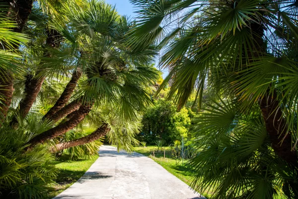 Palm tress over pathway