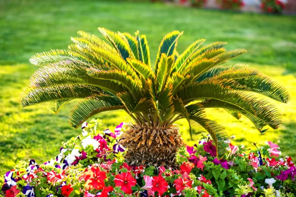 Small decorative palm with blooming flowers around base