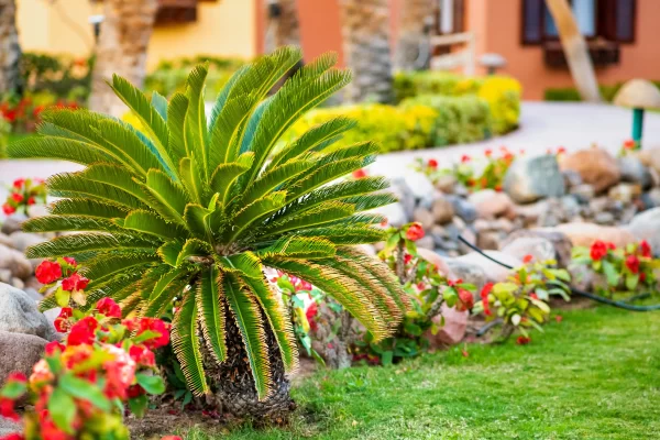 Small decorative palm tree in yard with landscaping